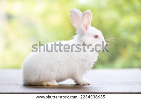 Lovely bunny easter fluffy white baby rabbit on green garden nature background on warmimg day. Animal symbol of easter day festival. Happy new year 2023 rabbit zodiac Chinese year.