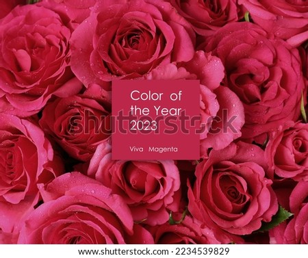 Trendy color of 2023 Viva Magenta. Flowers toned in magenta colour. Text Color of the year 2023 Viva Magenta over flat lay roses Royalty-Free Stock Photo #2234539829