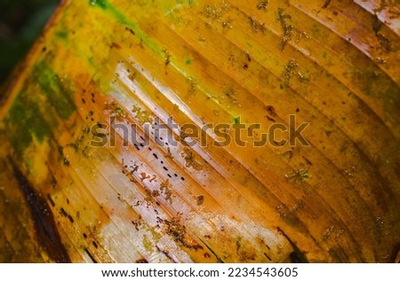 horizontal close up on a yellow wet banana leaf in the shade of the tropical forest