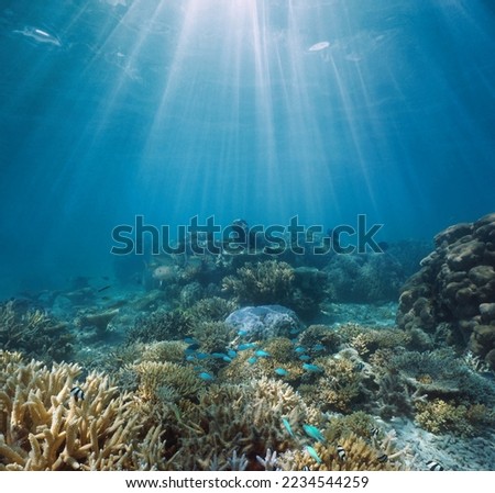 Coral reef and sunlight underwater seascape, Pacific ocean, Oceania Royalty-Free Stock Photo #2234544259