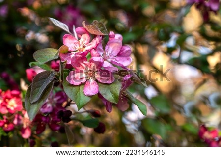 Branch of blooming tree. Pink flowers, close up photo of spring blossom