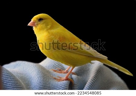 Yellow domestic canary bird (Serinus canaria forma domestica) perched on blue cloth isolated on black background Royalty-Free Stock Photo #2234548085