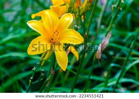 Yellow daylily, its scientific name is Hemerocallis lilioasphodelus Royalty-Free Stock Photo #2234551421
