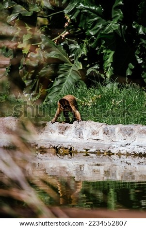 a monkey walks by the water