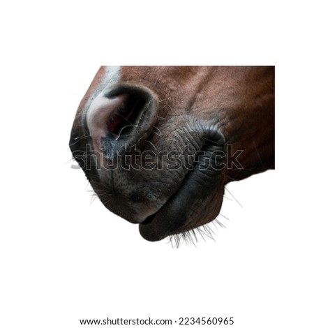 Handsome horse isolated on white background.