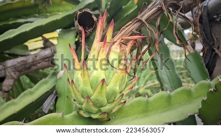Dragon fruit. dragon fruit is easy to thrive in the yard. fresh green dragon fruit with fruit flower