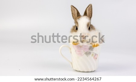 Lovely bunny easter baby rabbit sitting in white coffee cup on white background. Funny relaxing cute fluffy rabbit playful concept. Cute fluffy rabbit on white background Animal symbol of easter day.