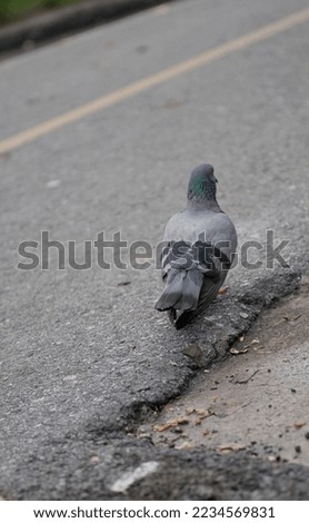 A pigeon walking on the asphalt road with traffic sign on the surface
