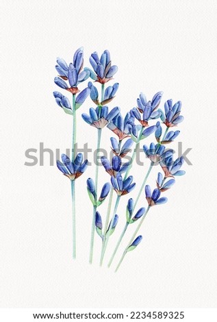 watercolor lavender on white, lavender flower watercolor, watercolor painting lavender, lavender flowers illustration, 