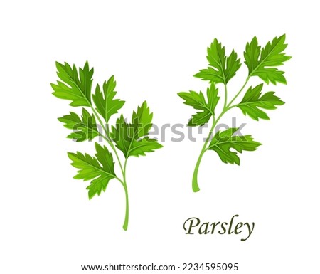 Parsley greenery, isolated vector cilantro or coriander garden spices branch with leaves. Cartoon fresh herb, plant for cooking, aromatic condiment. Seasoning twig, vitamin food Royalty-Free Stock Photo #2234595095