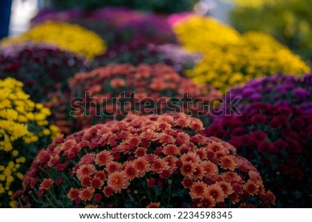 Colorful chrysanthemums bloom on a flower bed in the garden