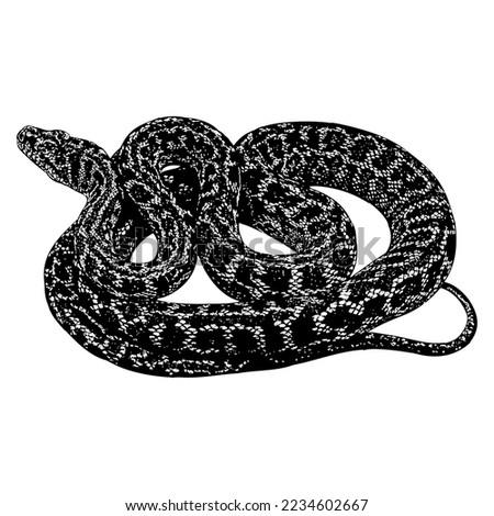 Carpet Python hand drawing vector isolated on white background.
