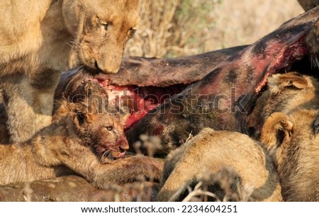 Pride of lions on a giraffe kill Royalty-Free Stock Photo #2234604251