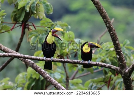 Chestnut-mandible Toucan sit in rainforest tree with open mouth showing tongue