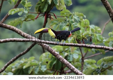 Chestnut-mandible Toucan sit in rainforest canopy branch