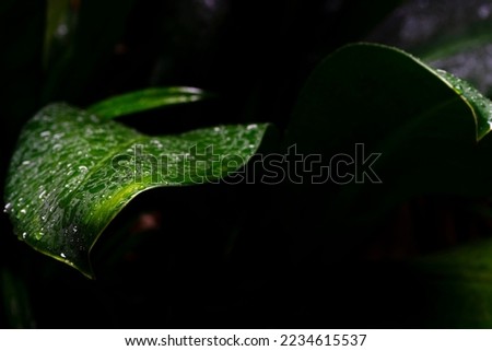 Abstract backgrounds of green leaf isolated on black background