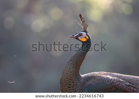 Green peafowl, closeup, peacock head, peacock feathers, dancing, close up, close up of peacock Royalty-Free Stock Photo #2234616743