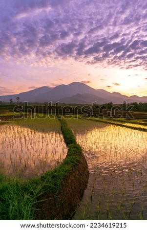 Views of Indonesia in the morning, beautiful views of rice fields in the morning
