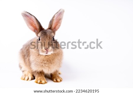 Cute looking brown rabbit standing isolated white background