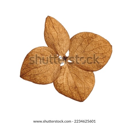 Beautiful dried hortensia flower on white background
