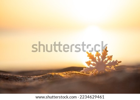 Snowflake on beautiful sunset beach background, Christmas banner, happy concept, copy space, soft focus, Christmas banner, happy concept, copy space
