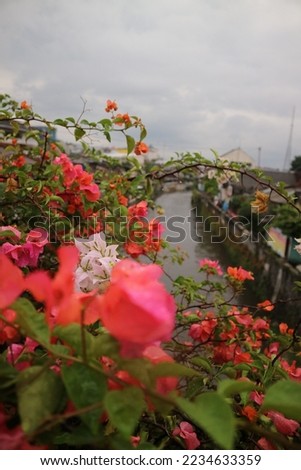 Wet Bougainvillea flowers after the rain, with river as the back ground. Taken from the bridge view angle. this type has a purple and pink gradation of the flower crown.