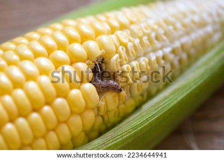 Corn worm - Caterpillar corn borer important pest of corn crop, agricultural problems pest and plant disease concept 