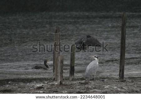 great heron is in a pond