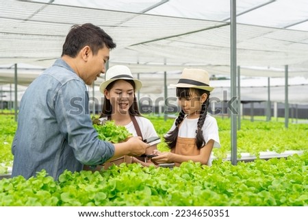 Asian family father, mother and daughter picking vegetables. Happy inspecting your own hydroponic vegetable garden.