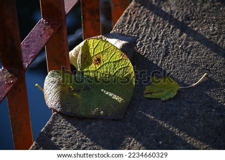 a green leaf fell on the concrete bridge near the metal railing