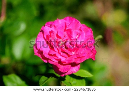 One vivid pink magenta rose and blurred green leaves in a garden in a sunny summer day, beautiful outdoor floral background photographed with soft focus