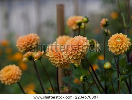 flowers in the garden, breeding of home flowers, photography for a poster or postcard, autumn flowers