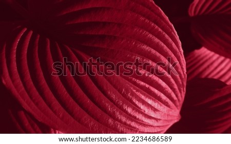 Texture of monstera leaf in trendy color