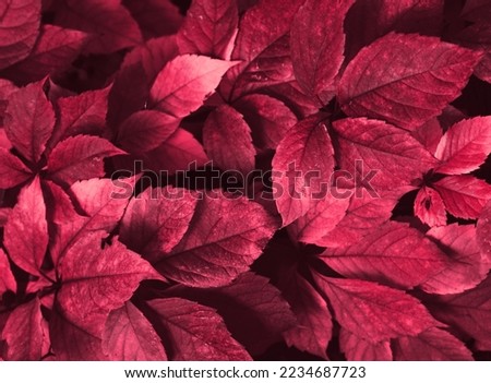 Texture of plant in trendy color. Monochromatic effect.  Royalty-Free Stock Photo #2234687723