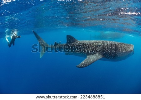 Whale shark and woman diver near Isla Mujeres, Mexico Royalty-Free Stock Photo #2234688851