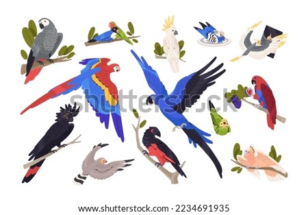 Parrots, tropical birds set. Exotic wild jungle cockatoo, macaw, ara, cockatiel, budgie. Different feathered African birdies, parakeets. Colored flat vector illustrations isolated on white background