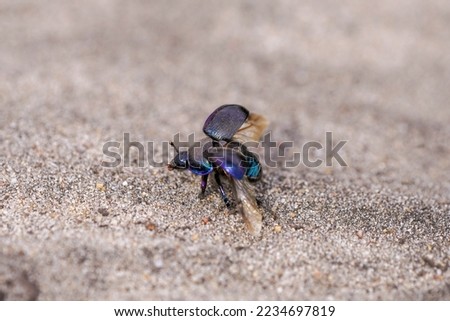 Black dung beetle on sandy ground. Anoplotrupes stercorosus.	 Royalty-Free Stock Photo #2234697819