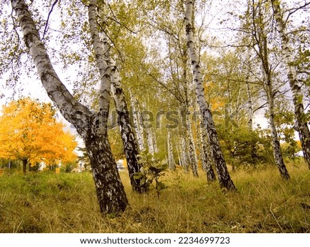 colorful leaves on trees in autumn