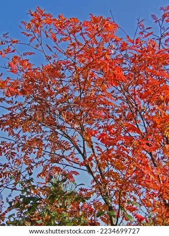 colorful leaves on trees in autumn