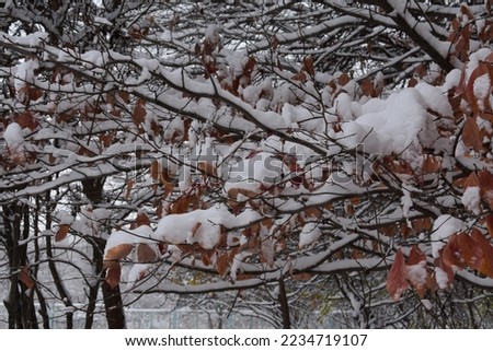 Snow covered trees, Winter Nature