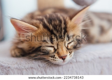 Young cute bengal kitten sleeping on a soft cat's shelf of a cat's house indoors.
