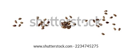 Apple Seed Isolated, Apples Seeds Group on White Background Top View