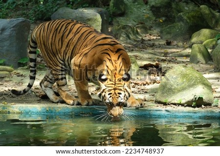 A picture with noise effect of Malayan Tiger drinking water at its habitat during day time.