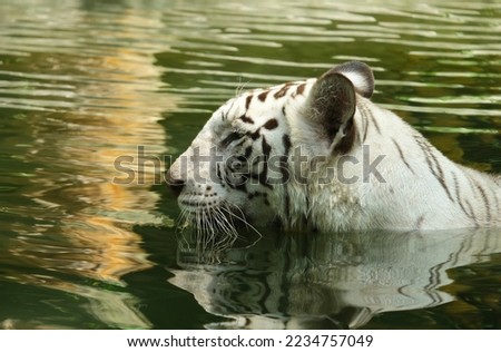 A picture with noise effect of White Bengal Tiger head moving in the water.