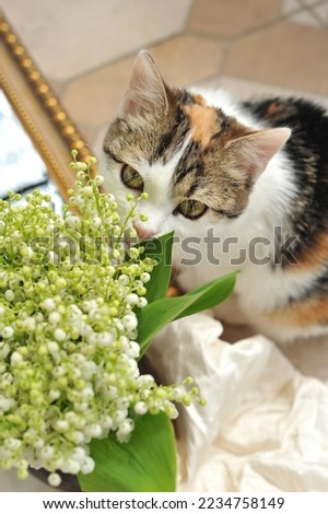 Tricolor cat with a bouquet of lilies of the valley.Pet with spring flowers.
