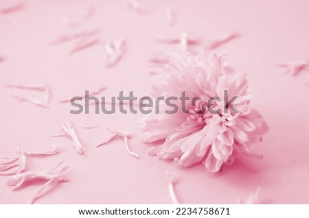 White Chrysanthemum flower head and many petals on pastel light with blurred background. Image toned in Viva Magenta, color of the 2023 year