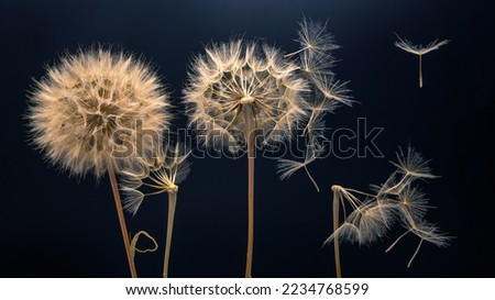 dandelion seeds fly from a flower on a dark background. botany and bloom growth propagation. Royalty-Free Stock Photo #2234768599