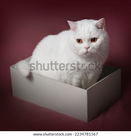 A white cat sits in a box on a pink background. Scottish fold cat. The cat has yellow eyes