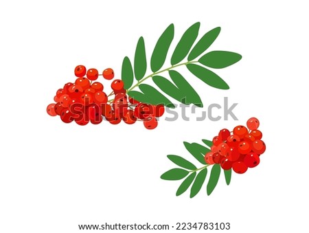 Bunch of red rowan berries isolated on white background. Rowan branch with green leaves. Vector illustration in flat style. Royalty-Free Stock Photo #2234783103