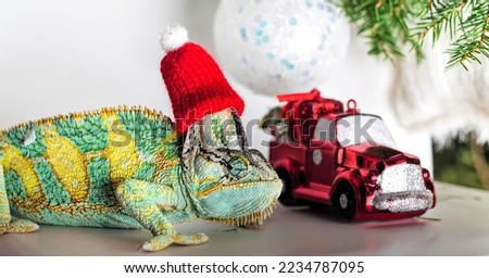 colorful funny chameleon in Christmas red Santa hat. New Year ans holiday party concept. Cute pet wearing New Year Santa accessorie. Celebration. Christmas card. Selective focus